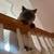 PERSIAN CATS (BONDED PAIR) NEEDS HOME 4 thumbnail