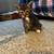 KITTENS 10 thumbnail