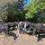 Bred cows 10 thumbnail