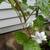 JASMINE . WONDERFULL SCENT 2 thumbnail