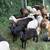 Purebred Katahdin Hair Sheep Looking For New Pastures 10 thumbnail