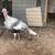 Turkeys 2 thumbnail