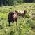 Dexter Cattle 4 thumbnail