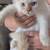 Pure Siberian kittens available for adoption. 5 thumbnail