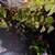 chameleon 2 thumbnail