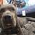 Cane Corso puppies 6 thumbnail
