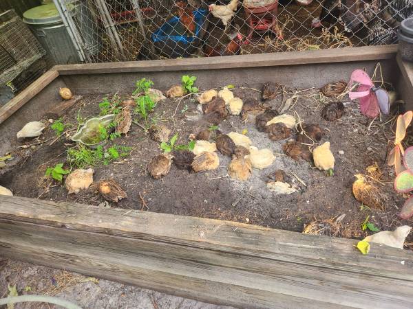 Quails 1