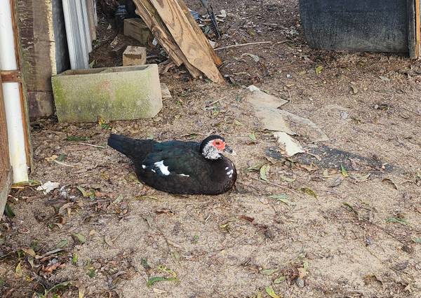 Muscovey Ducks 1