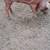 Best Offer/ 8Total, Red Wattle Pigs/Individual 5 thumbnail