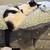 3 Cats to Good Home 2 thumbnail
