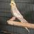 Cockatiel tail 2 thumbnail