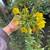 Plants 1 thumbnail