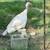 Midget White Turkey poults 2 thumbnail