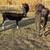 3 cows with calves 5 thumbnail
