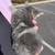 Gray kitten 3 thumbnail