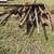 Cedar Posts 4 thumbnail