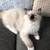 Ragdoll adoptedKittens, 2 thumbnail