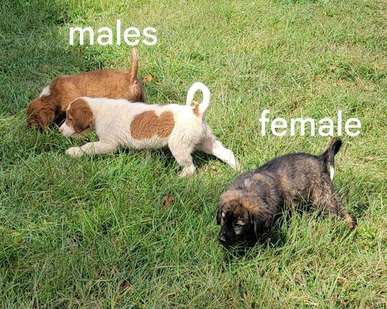 LGD- Karakachan/Anatolian Shepherd - $250 (Ridgeway) 1