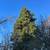 Premium Locally Grown Western Red Cedar (Thuja plicata)  Eugene Native 3 thumbnail