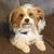 Yorkshire terrier 4 thumbnail