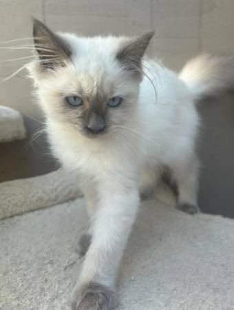 Located in Milton white kitten fluffy 19 weeks old (Keyport)64184332392194120