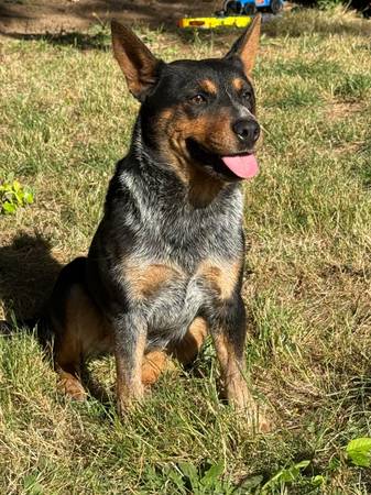 Hembra Blue Heeler (Morton)574429557760337922