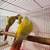 Lovebirds y Greencheek Parrots 22 thumbnail