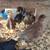 Assorted Purebred Young Pullet Chickens 5weeks old Guaranteed Females 9 thumbnail