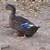 Young ducks 7 thumbnail