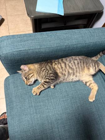 Kittens (Elmont)64193812294529123