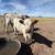 Highpark Heifer 1 thumbnail