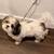LOST DOG MALE ADULT SHIHTZU 4 thumbnail