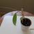 HOYA INCRASSATA 1 thumbnail