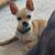 One year old chihuahua 2 thumbnail