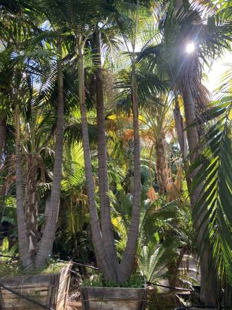 36” Multi King Palms Trees 1