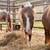 Yearling minis 4 thumbnail