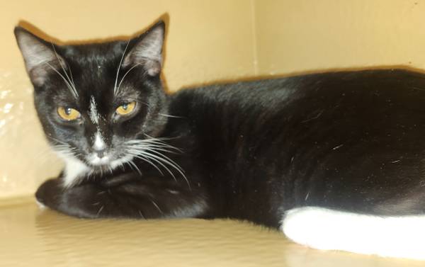 Available for adoption! Goldie & Papis' Animal Rescue (hercules, pinole, san pablo, el sob)63696434416771120