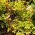 Free phlox, raspberries (red/black), mint, hosta, perennials 3 thumbnail