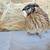 Coturnix hatching eggs 13 thumbnail
