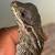 Sailfin Dragon 2 thumbnail