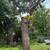 DIVINO LANDSCAPING AND TREE SERVICES 4 thumbnail