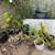 Plants/Figurine Planters 11 thumbnail