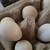 6- Serama hatching eggs 7 thumbnail
