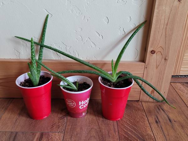 Aloe Vera plants 1