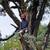 TREE CUTTING & TREE REMOVAL – FREE ESTIMATES 13 thumbnail