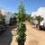 Privacy trees :: Ficus Nitida - Indian Laurel Fig 4 thumbnail