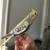 Rehoming cockatiels ! 1 thumbnail