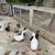 Ducks 2 thumbnail
