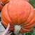 GIANT Pumpkins, organically grown beauties! + Winter Squash:) 7 thumbnail