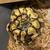 Ball pythons 3 thumbnail